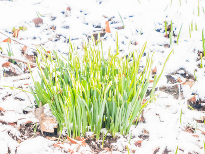 花园里的第一春雪莲花