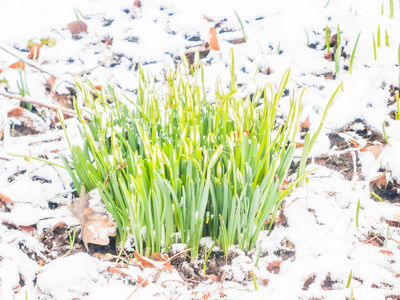 花园里的第一春雪莲花