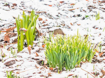 花园里的第一春雪莲花