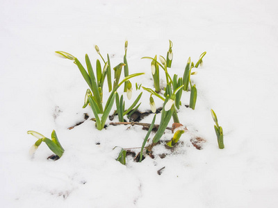 花园里的第一春雪莲花