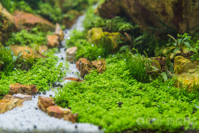水族箱的水生植物种类繁多照片 正版商用图片0xmj11 摄图新视界 水族箱的水生植物种类繁多照片 正版商用图片0xmj11 摄图新视界
