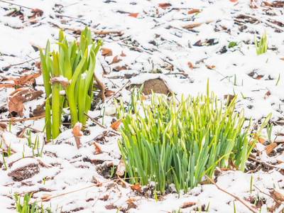 花园里的第一春雪莲花图片