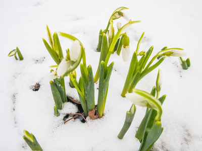 花园里的第一春雪莲花