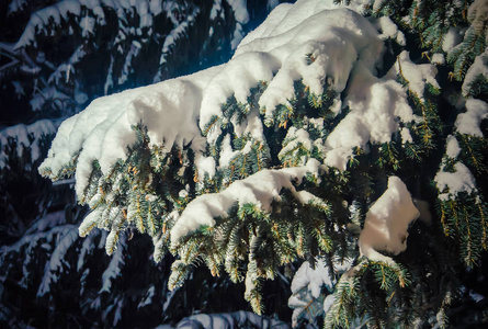 大雪覆盖的冷杉分支