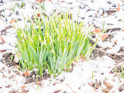 花园里的第一春雪莲花