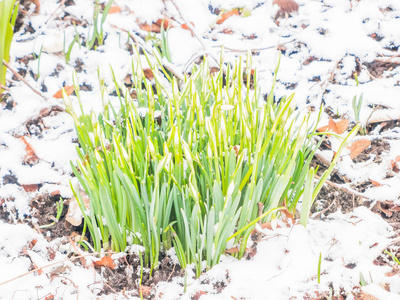 花园里的第一春雪莲花