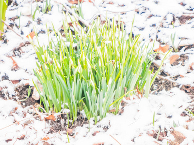 花园里的第一春雪莲花