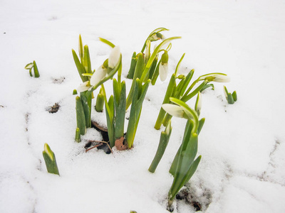 花园里的第一春雪莲花图片