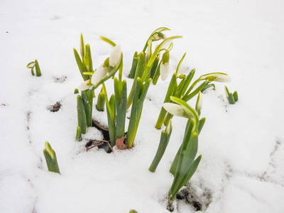 花园里的第一春雪莲花