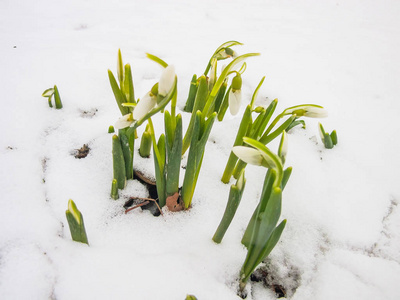 花园里的第一春雪莲花