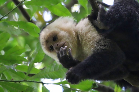 白脸卷尾猴在哥斯达黎加哥斯达黎加人员