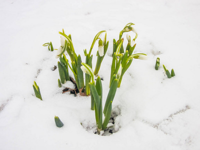 花园里的第一春雪莲花