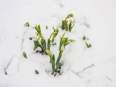 花园里的第一春雪莲花