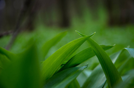 野蒜叶