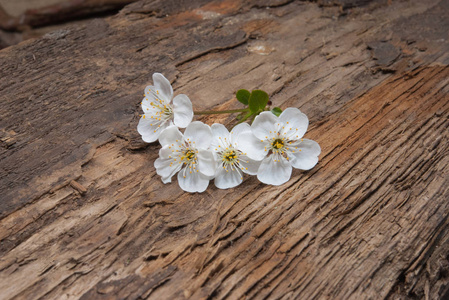 老木背景上的白色樱桃花
