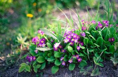 早期的春天的花朵图片