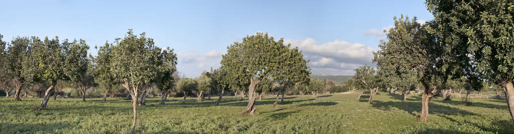 意大利的领域意大利, 西西里岛, 乡村 (拉古沙省), 胡萝卜树领域照片
