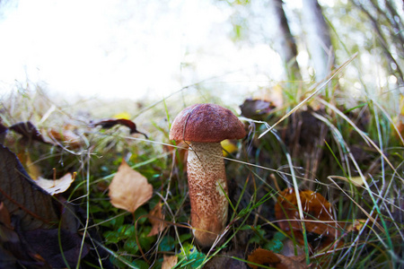 令人惊叹的美味牛肝菌和其他森林天然野生蘑菇