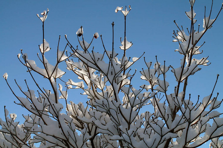 阳光明媚的雪覆盖的树枝对蓝天