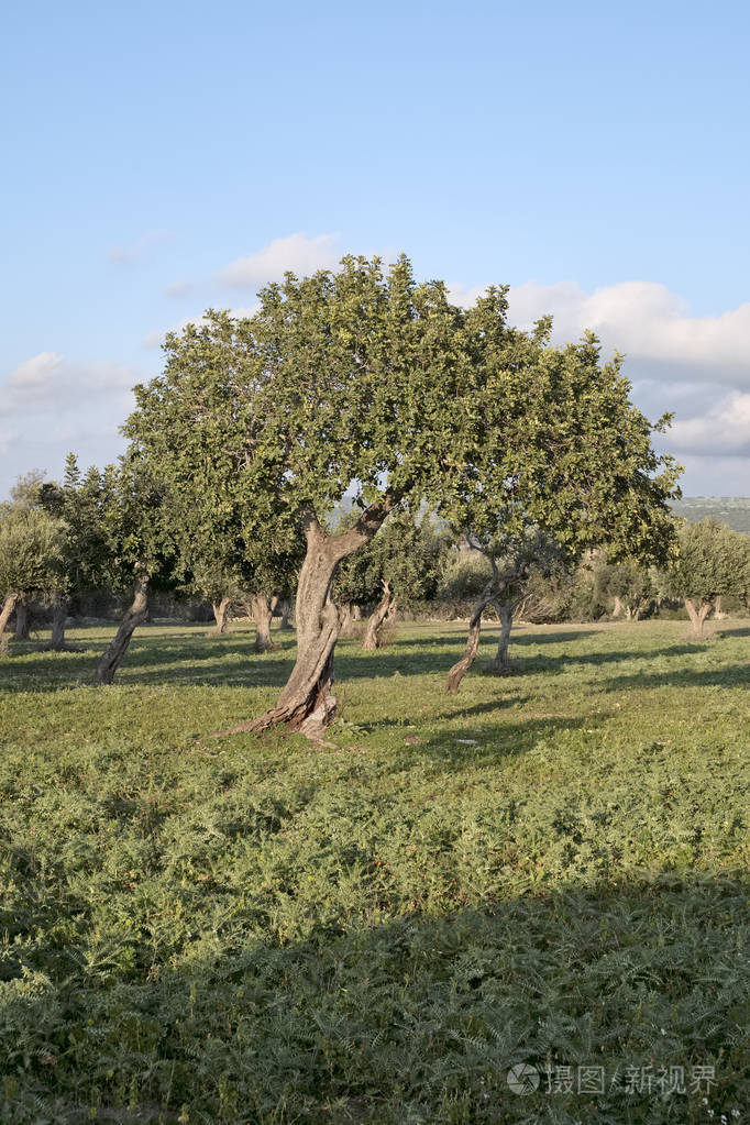 意大利, 西西里岛, 乡村 (拉古沙省), 胡萝卜树领域