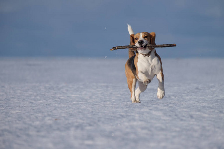 在雪中运行比格犬照片