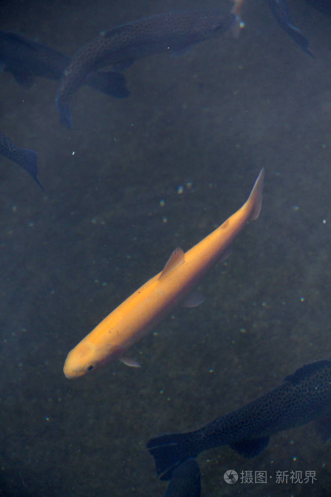 未加工的金鳟鱼