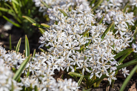 小的白色春天的花朵