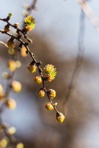 落叶松分枝与芽