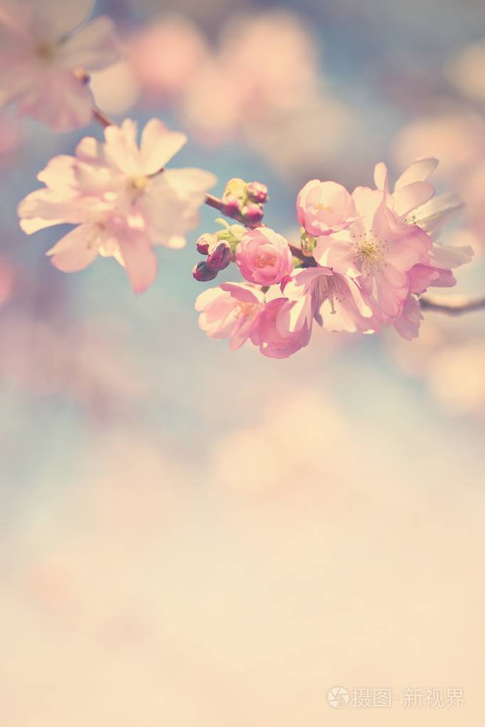美丽的花树。自然场景与太阳在晴朗的一天。春天的花朵。在春天的抽象模糊的背景