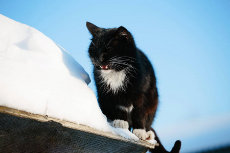 走在雪花中的西伯利亚猫