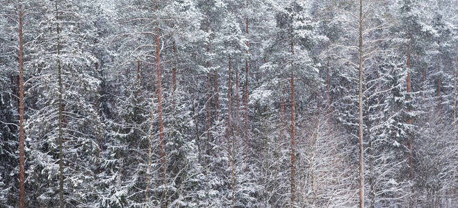 松树林的背景下有雪图片