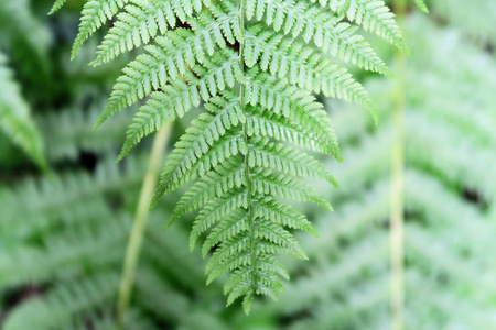 绿色蕨类植物背景