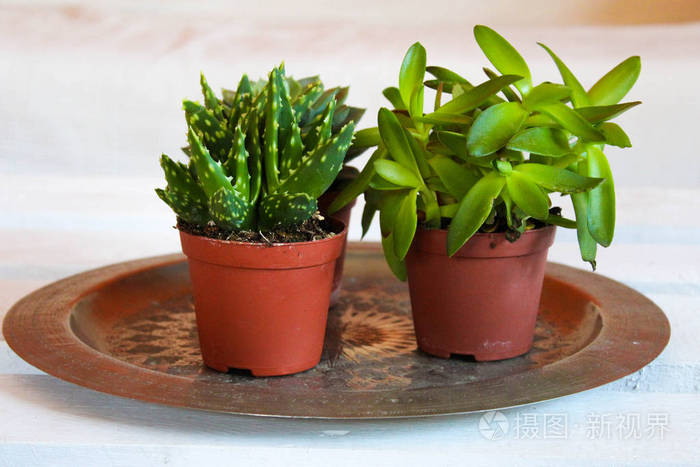 仙人掌植物在银托盘