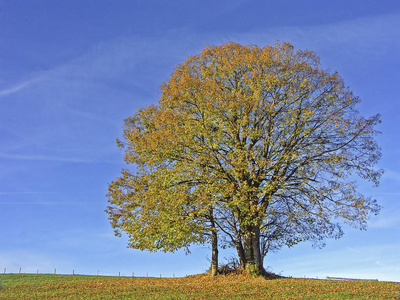 寂寞秋天一棵树图片