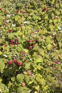 生态种植中的成熟果实树莓灌木