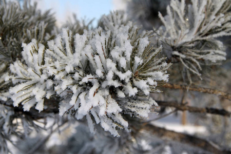 被雪和霜覆盖的冷杉树枝