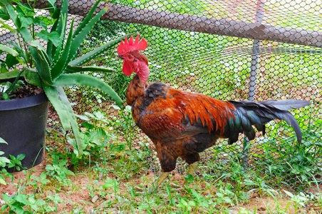 首页公鸡与明亮的羽毛,在花园里照片