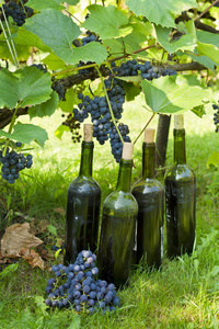 旧瓶自制葡萄酒拍照背景下的葡萄树