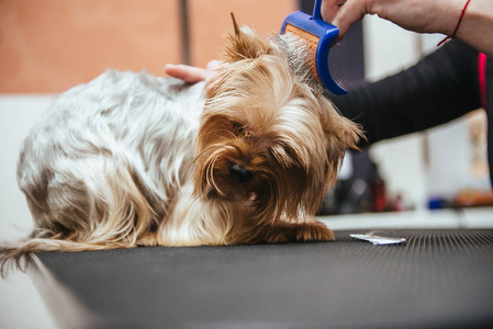 小狗剪毛发图片