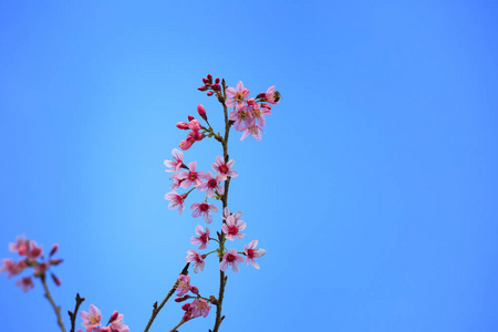 杏樱桃在蔚蓝的天空