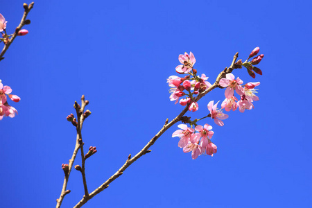 杏樱桃在蔚蓝的天空
