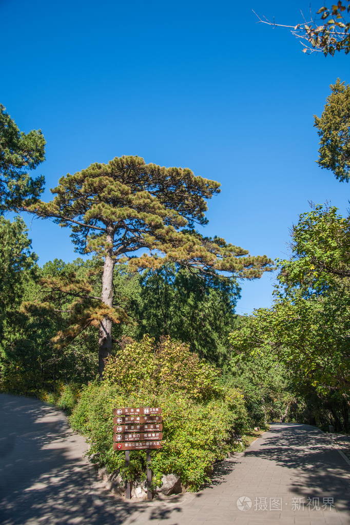 北京香山公园迎松