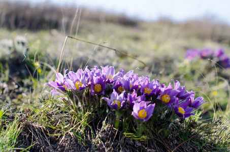 宏观美丽的美丽的紫色花朵雪滴在春天的森林照片