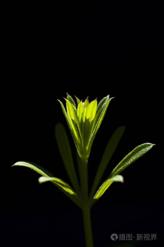 黑色背景上绿色的植物