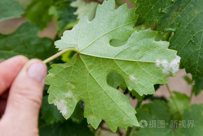 生病的葡萄叶特写镜头照片 正版商用图片0xnark 摄图新视界 生病的葡萄叶特写镜头照片 正版商用图片0xnark 摄图新视界
