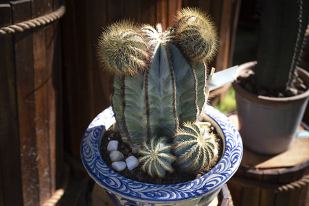 仙人掌种植在干旱的植物园图片