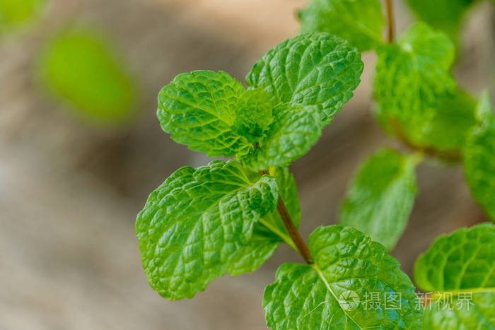 薄荷植物, 沼生植物,薄荷或薄荷草植物