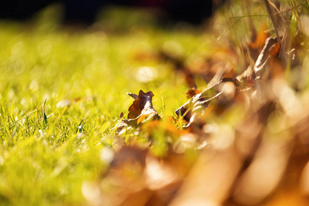 绿草上的黄叶, 落叶, 秋天的概念, 春天的概念, 公园里草地上的棕色叶子。五颜六色的叶子为秋天背景构成。选择性对焦