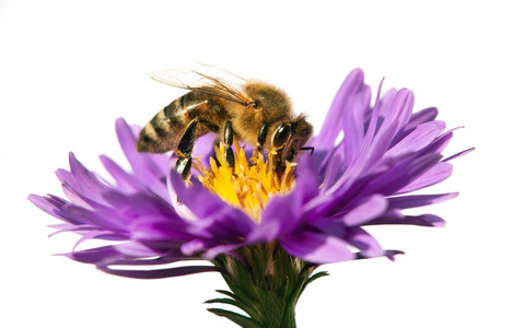 在白色背景上孤立的紫罗兰花蜂蜜蜂