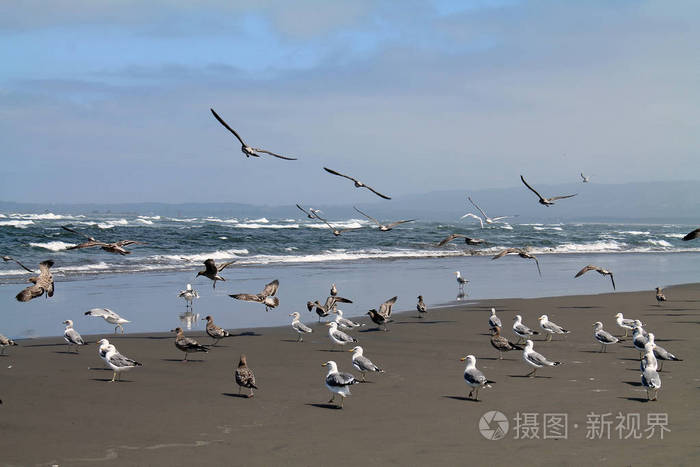 雾日海滩上的海鸥